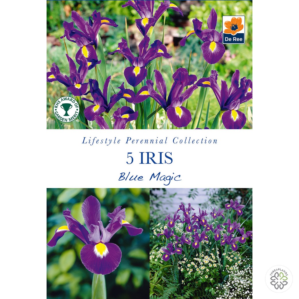 Iris Blue Magic - Threaplands [optimised-1040-watermarked]