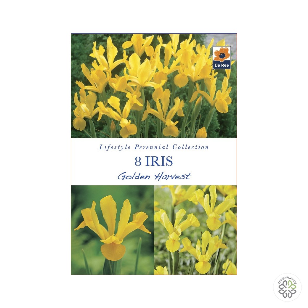 Iris Golden Harvest - Threaplands [optimised-1040-watermarked]