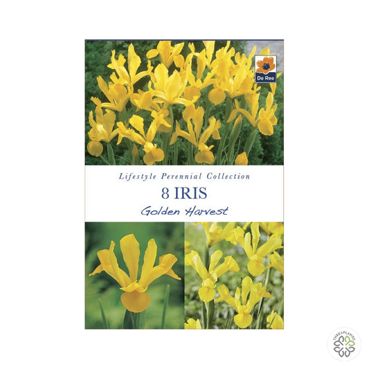 Iris Golden Harvest - Threaplands [optimised-1040-watermarked]