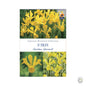 Iris Golden Harvest - Threaplands [optimised-1040-watermarked]