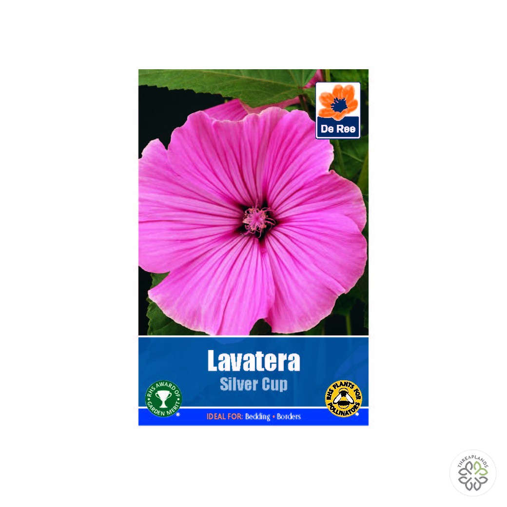 Lavetera Silver Cup - Threaplands [optimised-1040-watermarked]