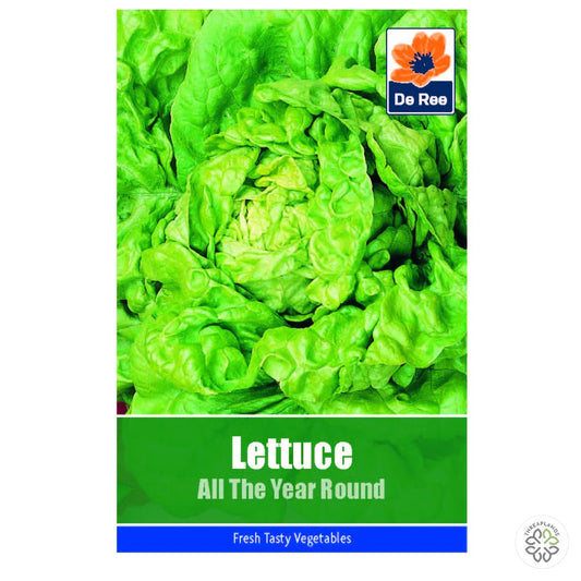 Lettuce All Year Round - Threaplands [optimised-1040-watermarked]