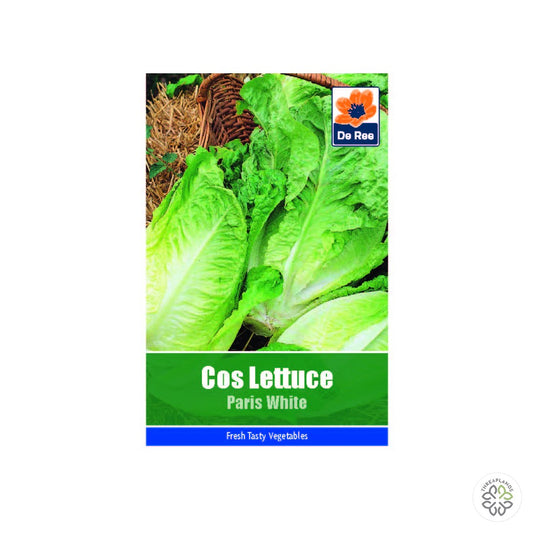 Lettuce Cos Paris White - Threaplands [optimised-1040-watermarked]