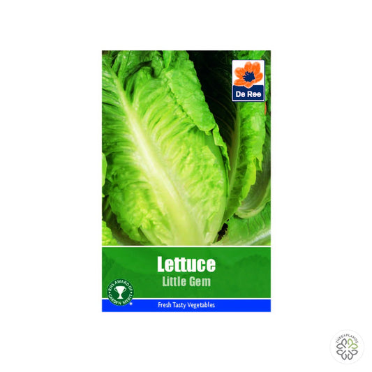 Lettuce Little Gem - Threaplands [optimised-1040-watermarked]