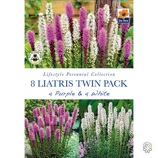 Liatris Twin Pack Purple & White - Threaplands [optimised-1040-watermarked]