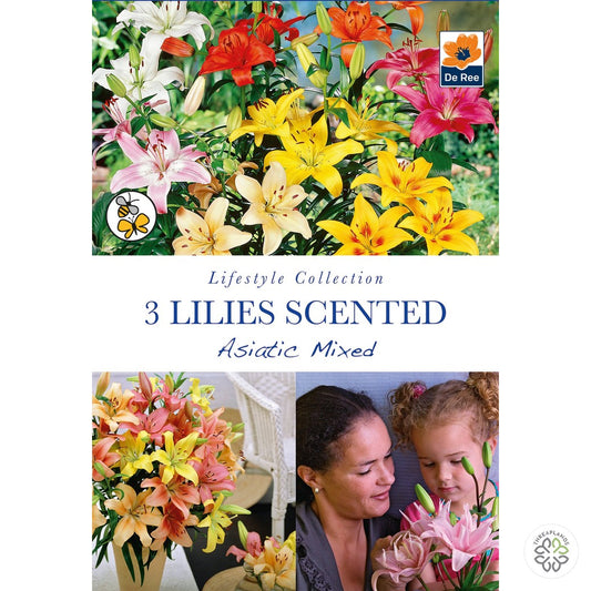 Lilies Scented Asiatic Mixed - Threaplands [optimised-1040-watermarked]