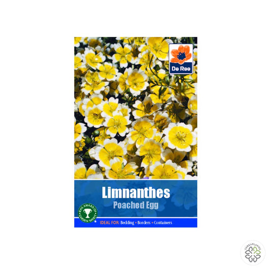 Limnanthes 'Poached Egg' - Threaplands [optimised-1040-watermarked]