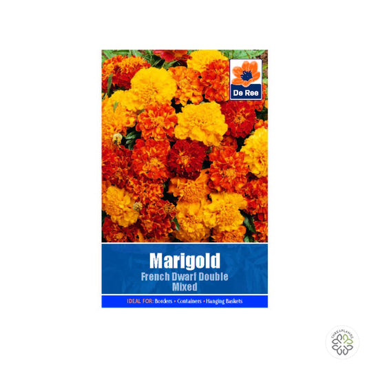Marigold French Dwarf Double - Threaplands [optimised-1040-watermarked]