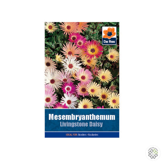 Mesembryanthemum - Threaplands [optimised-1040-watermarked]