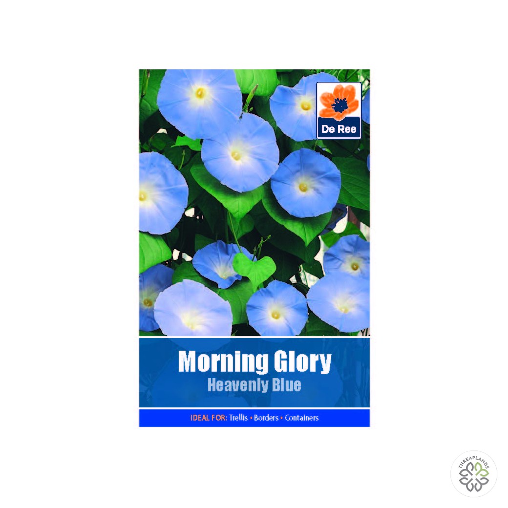 Morning Glory Heavenly Blue - Threaplands [optimised-1040-watermarked]
