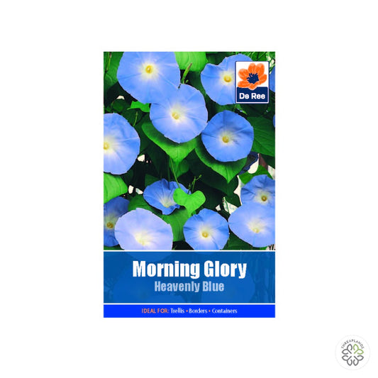 Morning Glory Heavenly Blue - Threaplands [optimised-1040-watermarked]