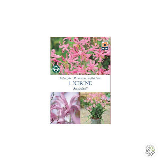 Nerine Bowdenii - Threaplands [optimised-1040-watermarked]