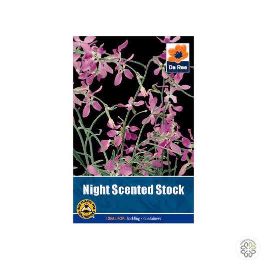 Night Scented Stock - Threaplands [optimised-1040-watermarked]