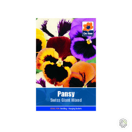 Pansy Swiss Giant - Threaplands [optimised-1040-watermarked]