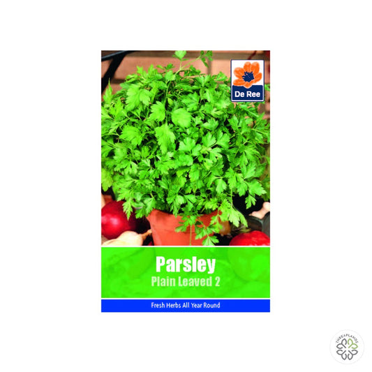 Parsley Plain Leaved - Threaplands [optimised-1040-watermarked]