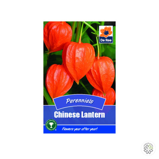 Perennial - Chinese Lantern - Threaplands [optimised-1040-watermarked]