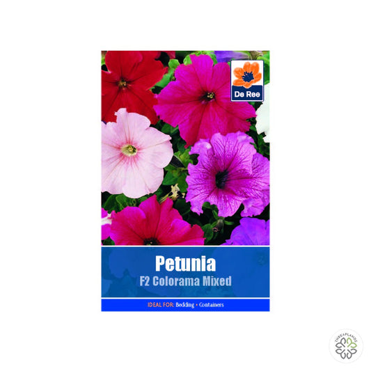 Petunia F2 Colorama Mixed - Threaplands [optimised-1040-watermarked]