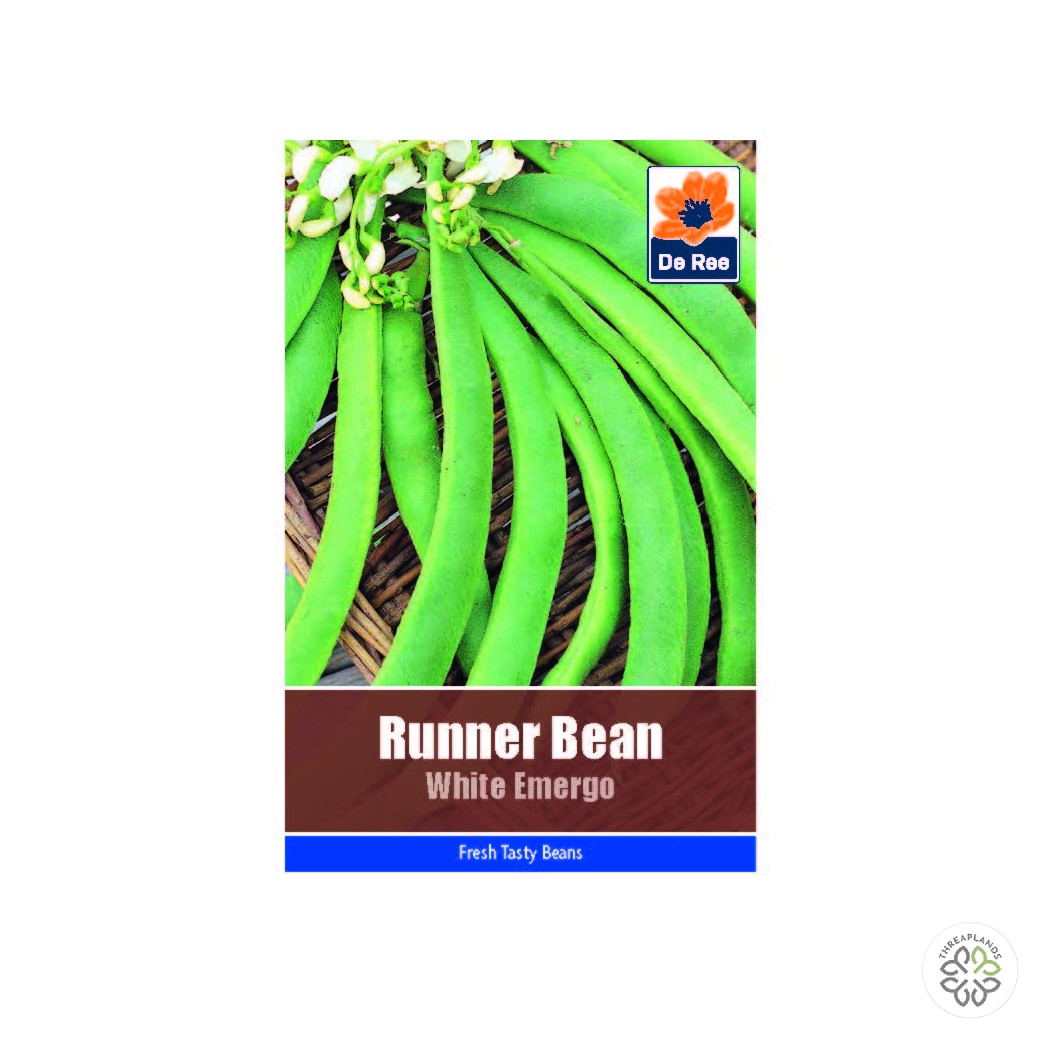Runner Bean White Emergo - Threaplands [optimised-1040-watermarked]