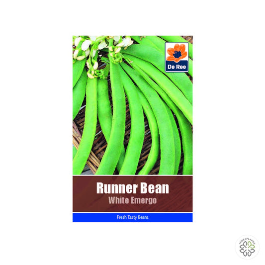Runner Bean White Emergo - Threaplands [optimised-1040-watermarked]