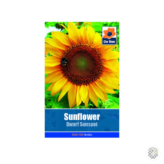 Sunflower Dwarf Sunspot - Threaplands [optimised-1040-watermarked]