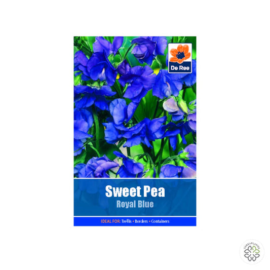 Sweet Pea Royal Blue - Threaplands [optimised-1040-watermarked]