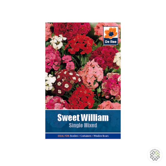 Sweet William Single [optimised-1040-watermarked]