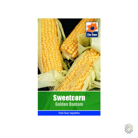 Sweetcorn Golden Bantam - Threaplands [optimised-1040-watermarked]