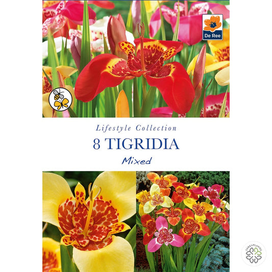 Tigridia Mixed - Threaplands [optimised-1040-watermarked]