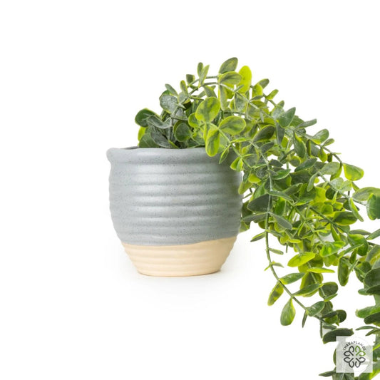 Trailing Succulent in Ceramic Pot [optimised-1040-watermarked]