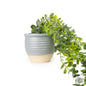 Trailing Succulent in Ceramic Pot [optimised-1040-watermarked]