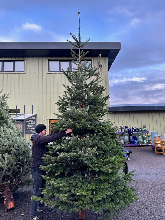 11-12 ft Nordman Fir