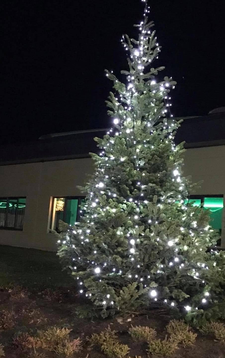 17-18 ft Nordman Fir