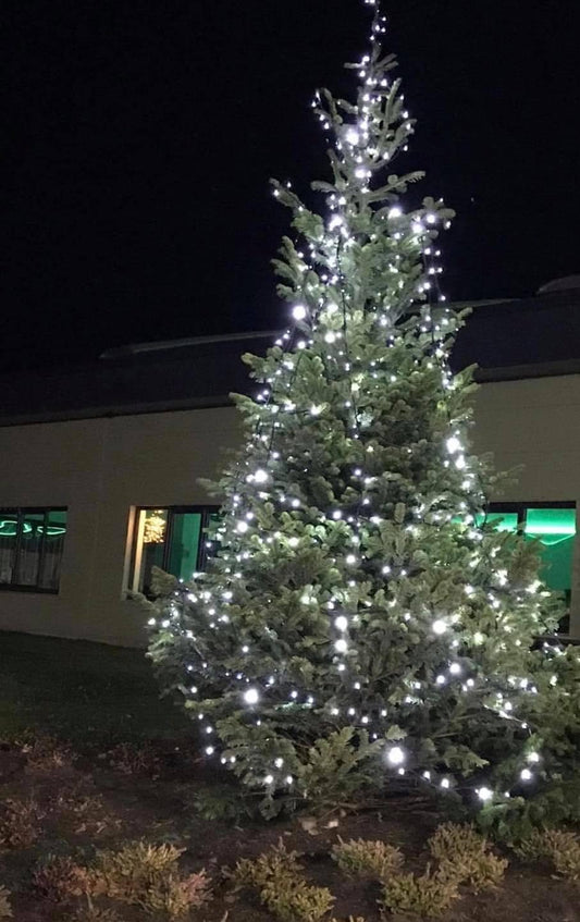 17-18 ft Nordman Fir