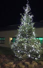 17-18 ft Nordman Fir