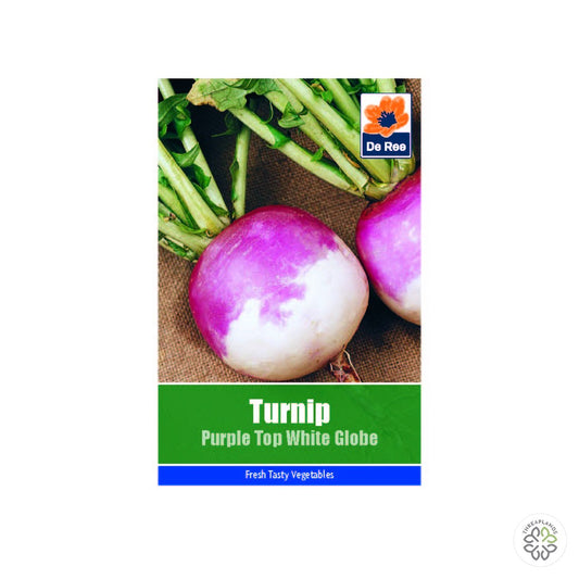 Turnip Purple Top White Globe - Threaplands [optimised-1040-watermarked]