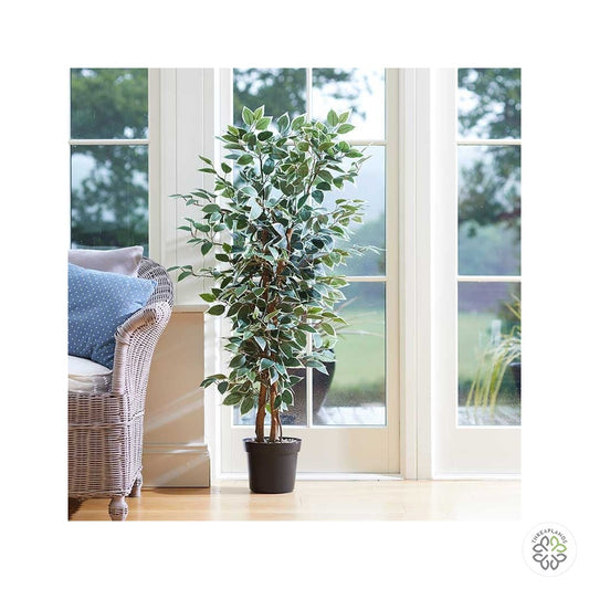 Weeping Fig [optimised-1040-watermarked]