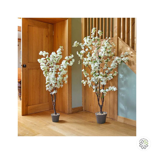 White Cherry Tree 170cm [optimised-1040-watermarked]