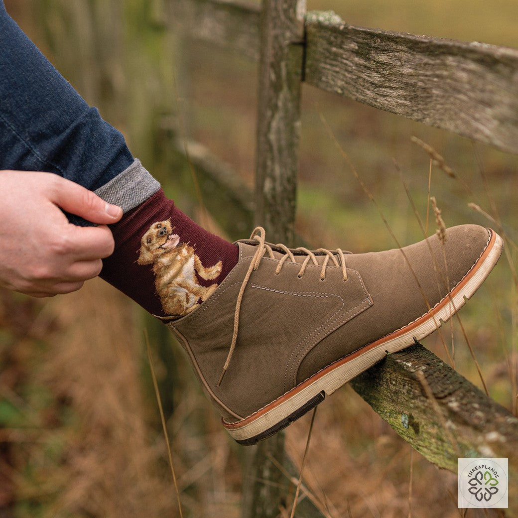 Wrendale Golden Lab Socks - Good as Gold [optimised-1040-watermarked]