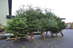9ft Premium Sustainably Scottish grown Christmas tree