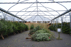 7ft Premium Sustainably Scottish grown Christmas tree
