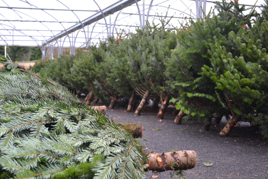 5ft Premium Sustainably Scottish grown Christmas tree