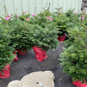 Pot grown Christmas tree 100-120cm